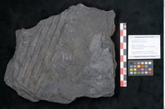 Foto (Objekt + Etikett) von Sigillaria davreuxii Brongniart (NHMW-GEO-2024-0188-11089)